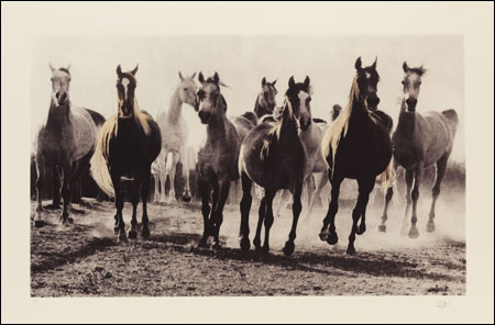 An image from The Spirit of Equus exhibition