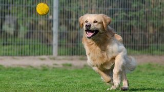 Dog chasing ball in field
