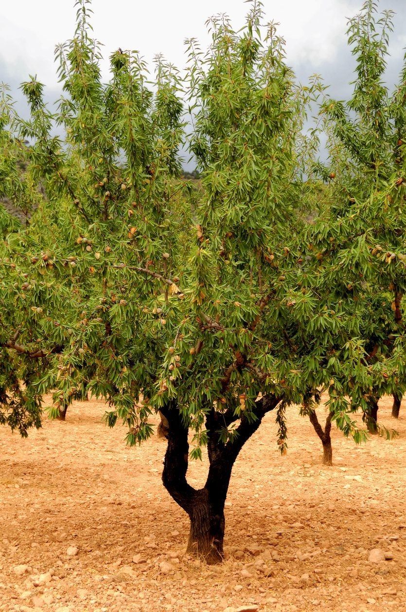 Almond Transplant Tips: When Can You Transplant An Almond Tree ...