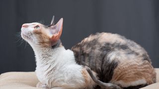 profile of a cat with a tortoiseshell back and white shoulders and bib. the cat is looking up and has large point ears.