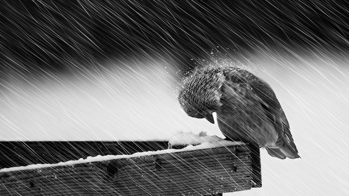 Bird shaking off snow on a feeder during a snowy day