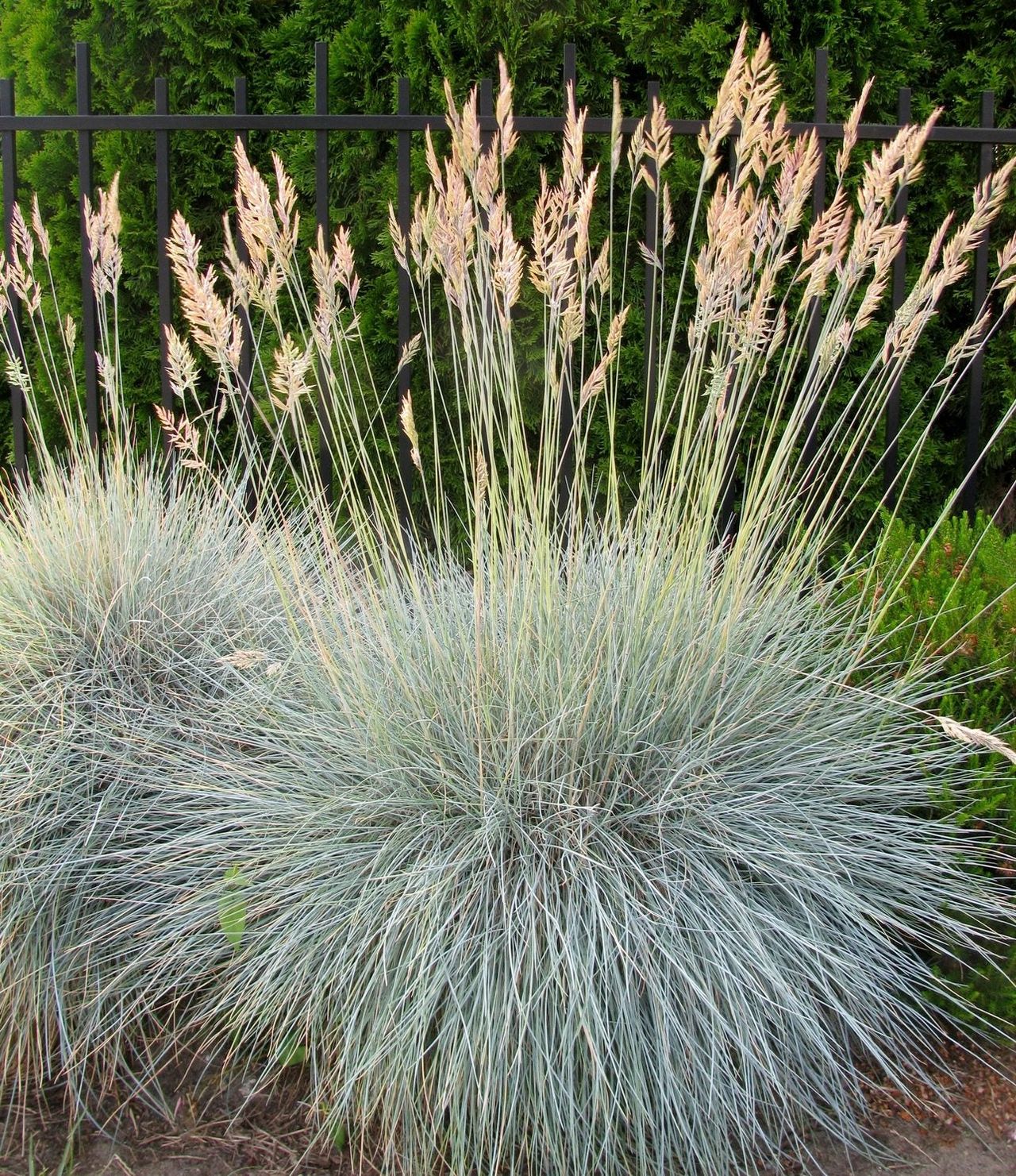 zone 4 ornamental grass