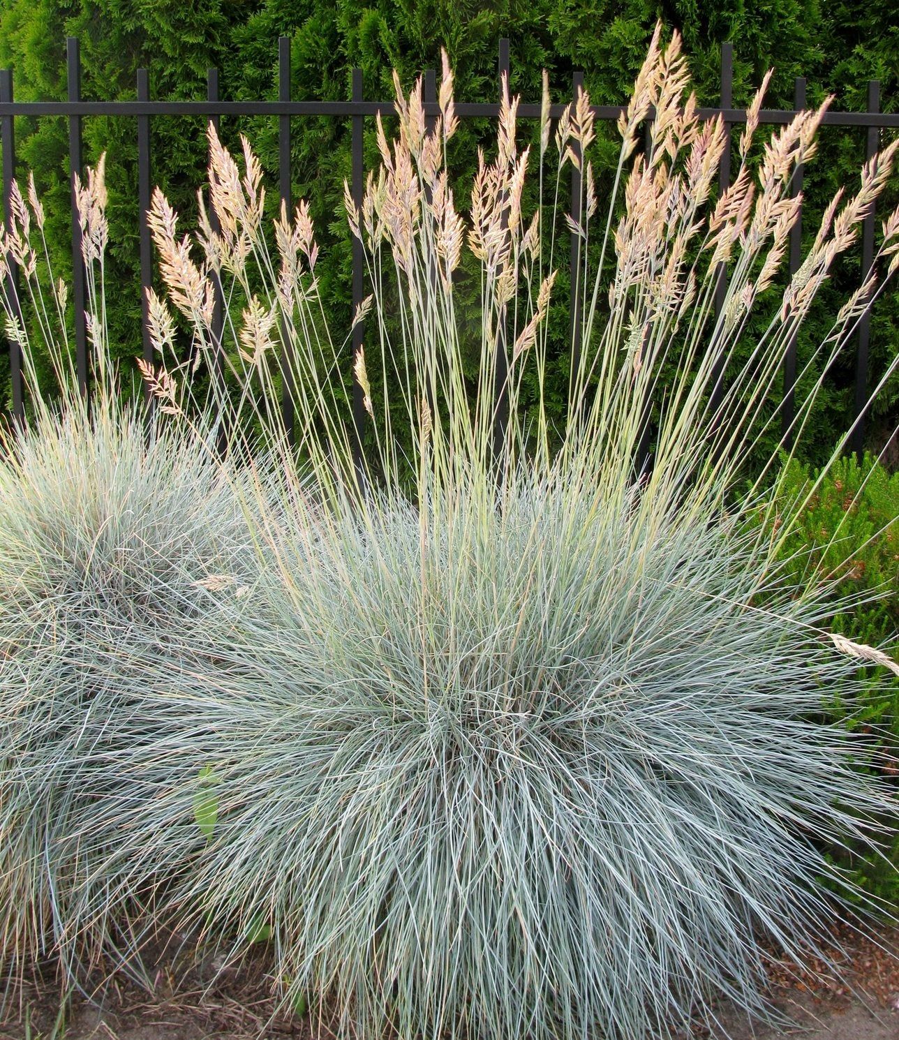 Planting With Zone 4 Ornamental Grasses Ornamental Grass For Cold Climates Gardening Know How