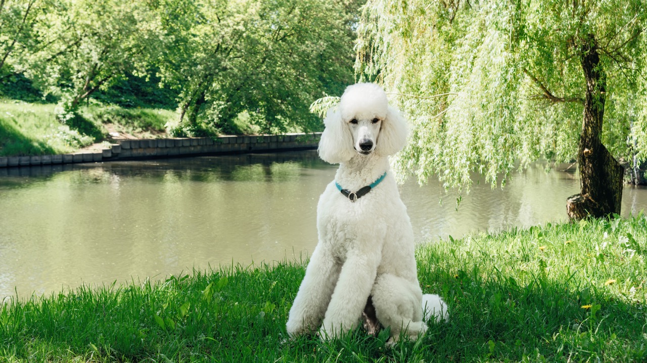 A white standard poodle sits on green grass beside a calm river on a sunny day, framed by leafy trees and hanging willow branches in a peaceful park setting.
