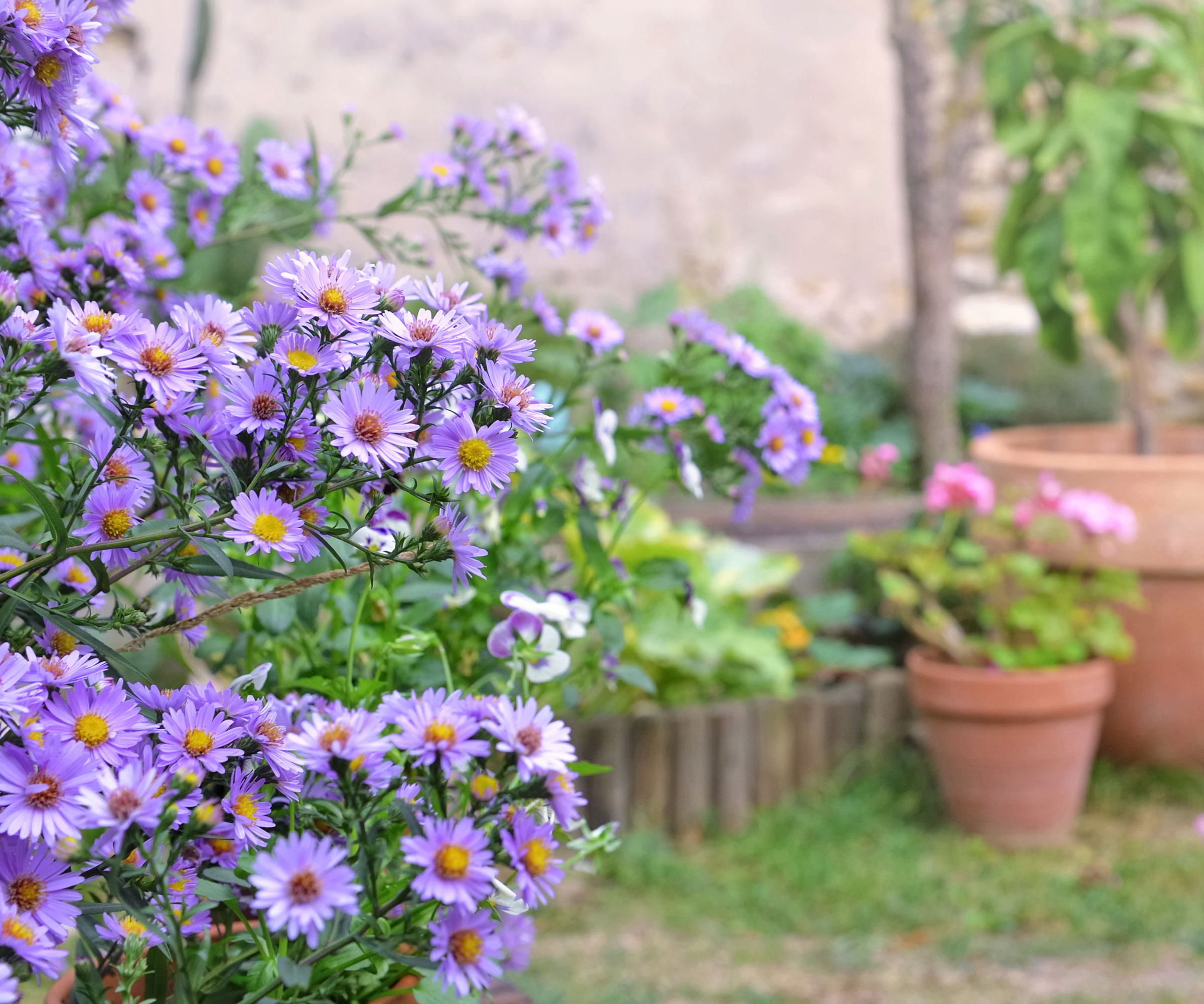 purple asters growing in clump near potted plants in garden