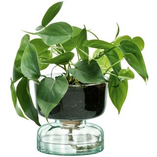 room with basil plant