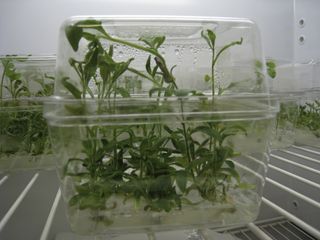 A critical step in Teh-hui Kao's research is the introduction of genes (native or modified) into petunia plants to study their function. This is accomplished by incubating leaf strips with Agrobacterium cells, carrying the gene of interest in a plasmid, and using tissue culture to induce the transformed leaf strips to form shoots and then roots on appropriate media to generate transgenic plants.