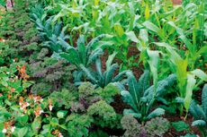 A tightly packed kitchen garden—with cavolo nero, kale, French beans and sweetcorn—helps to keep soil moist and weeds at bay.