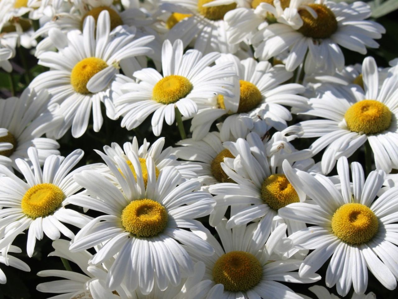 White Flowered Shasta Daisies