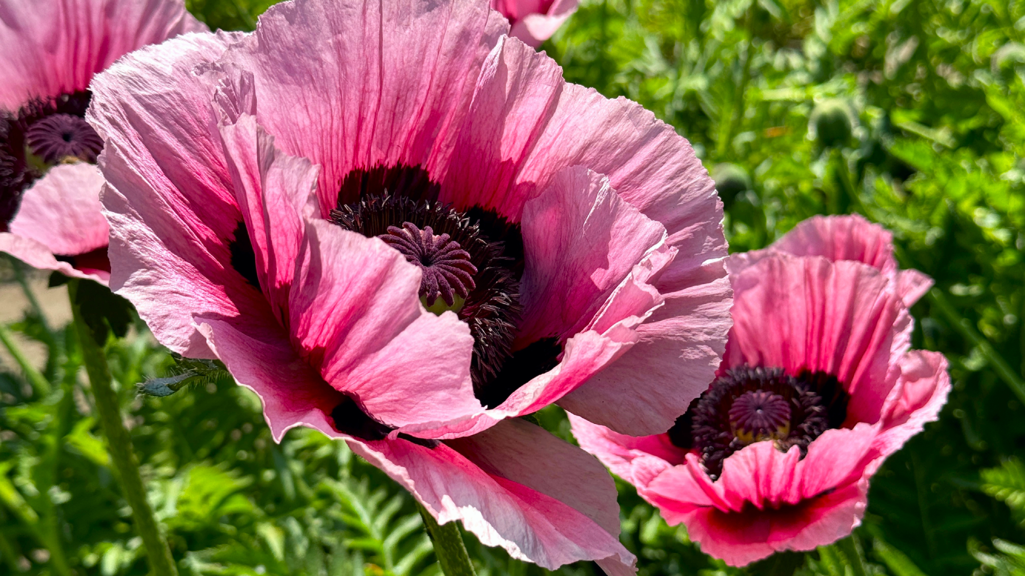 perennial flowers, pink oriental poppies