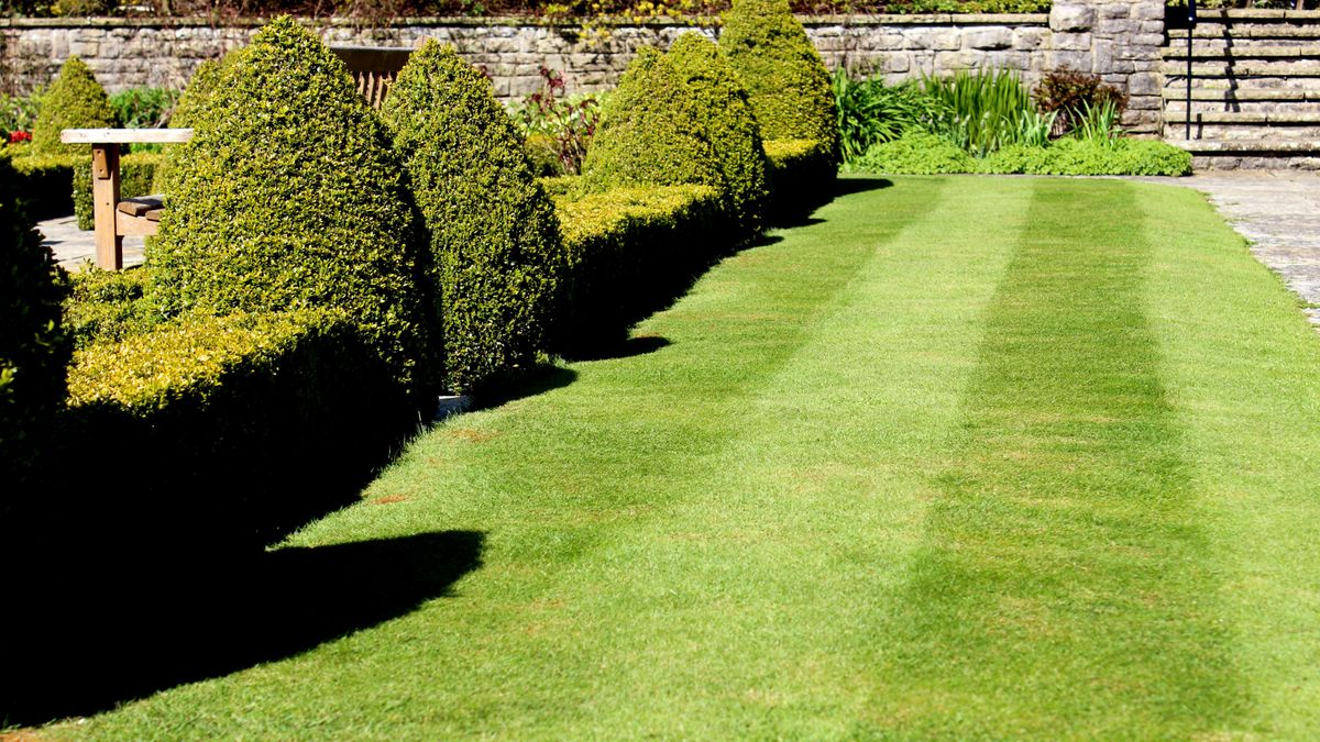 Quand commencer à tondre une pelouse au printemps : les signes révélateurs qu'il est temps de se lancer sur cette herbe indisciplinée