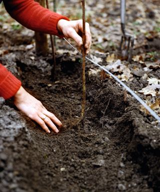 Planting raspberry canes in the ground