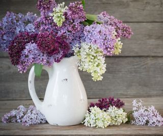Lilac in white enamel jug on wooden table