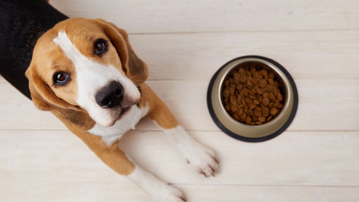 A beagle dog is lying on the floor next to a bowl of dry food