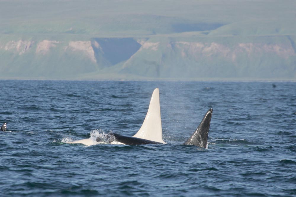 Image Gallery: Russia's Beautiful Killer Whales | Live Science