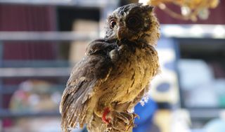 Burung Harry Potter Owls Found In Indonesian Markets Live Science