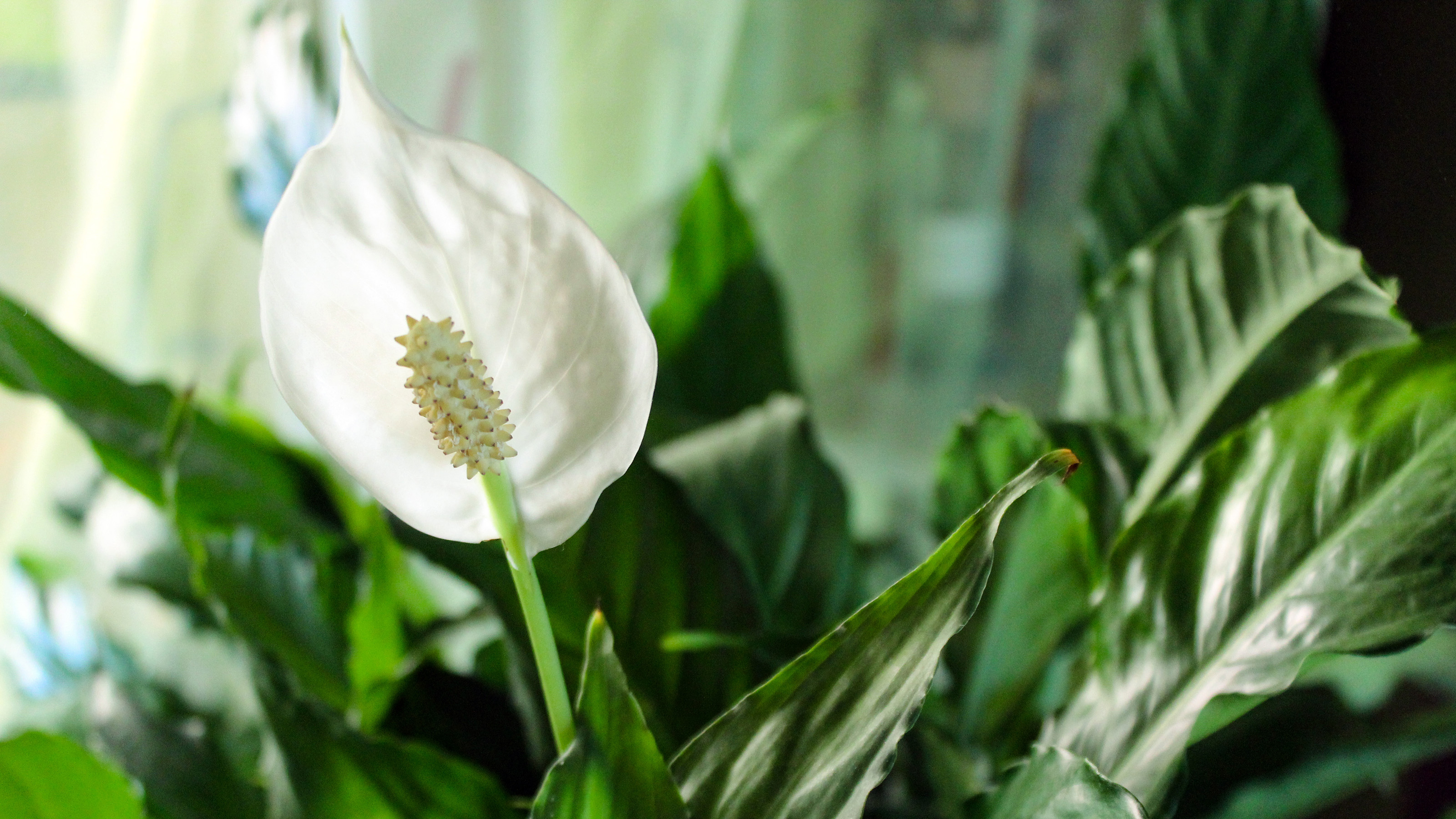 close up of Peace Lily, Spathiphyllum white flower
