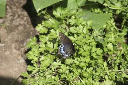 Black Swallowtail Butterfly On Parsley Plant
