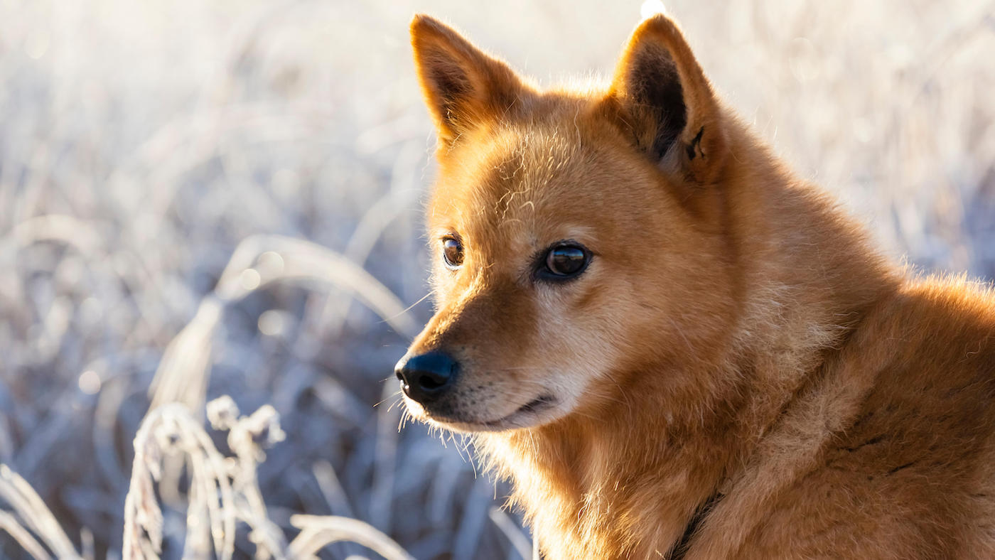 Rare dog breeds: Finnish Spitz headshot on cold day