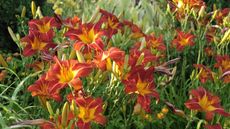 Red and yellow daylily flowers in a sunny garden border