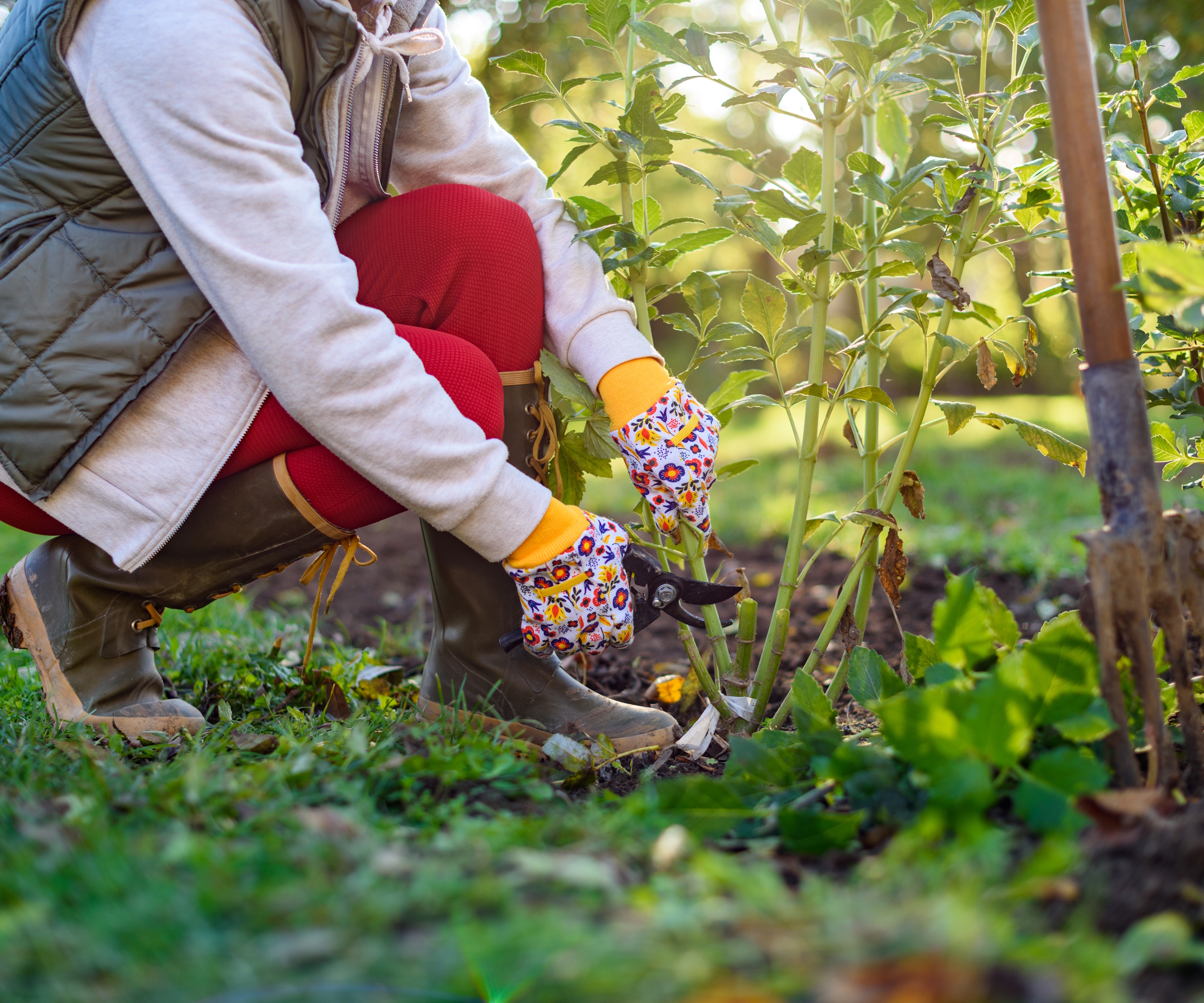 A gardener using pruning shears to cut back dahlia stems before digging up the tubers