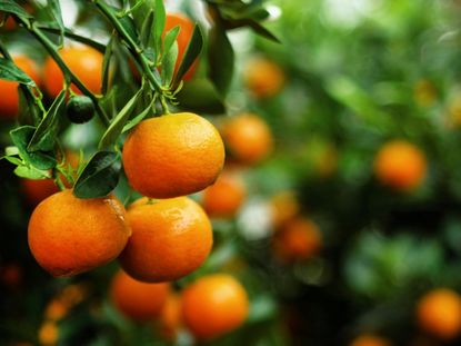 Tangerine Tree Full Of Fruits