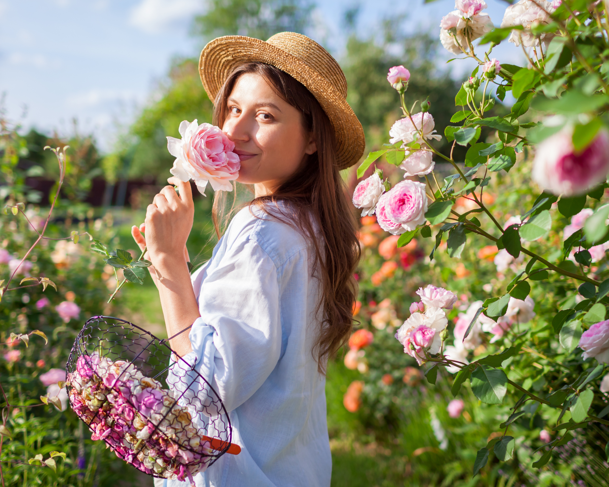 woman smelling pink rose in garden for its fragrance