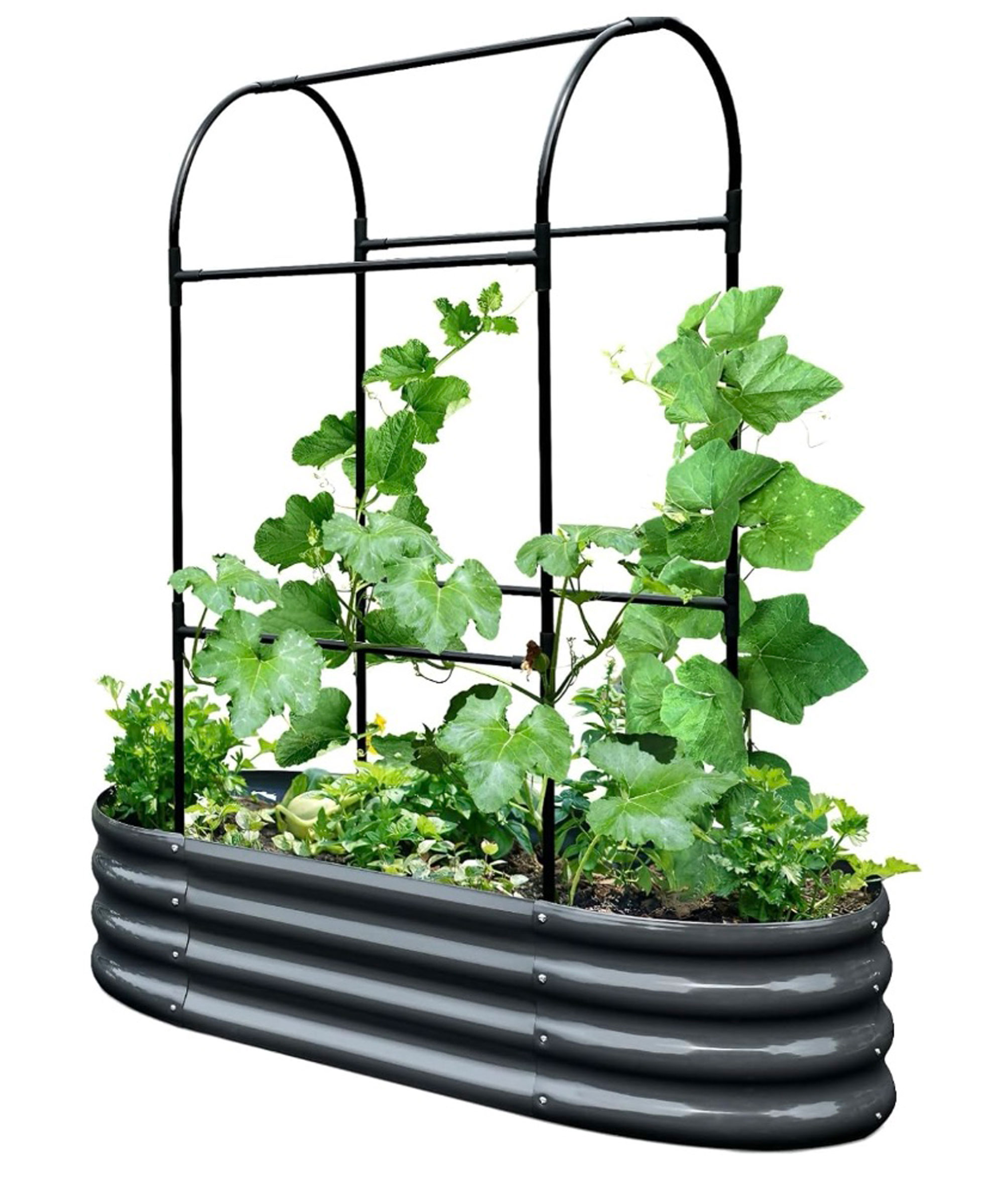 king bird raised bed and arched trellis with plants