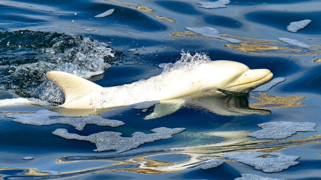 Extremely rare albino dolphin spotted in Africa, possibly for the 1st
