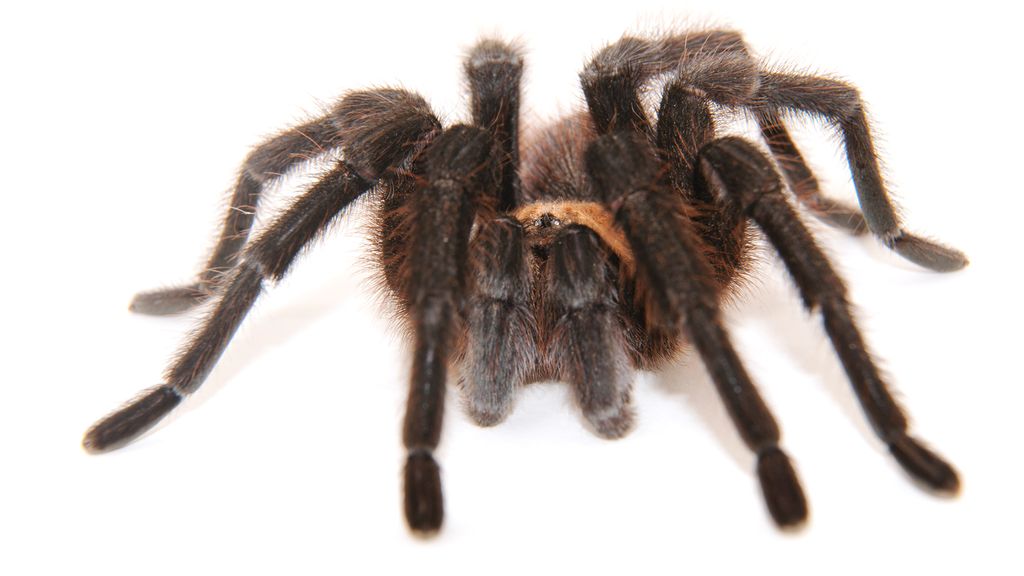 Thousands of Tarantulas Are About to Set Off on Their Annual Migration ...