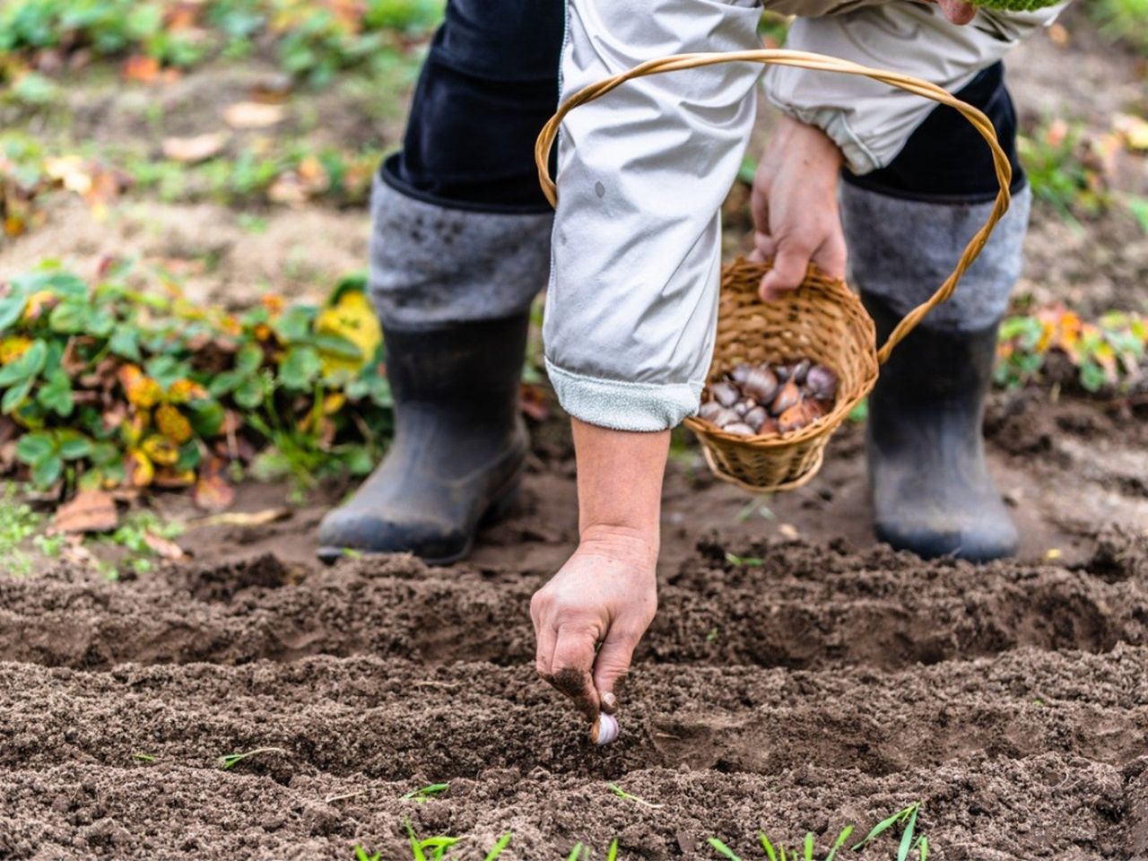 A gardener plants garlic in a furrow