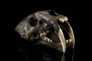 saber tooth cat skull with massive teeth on black background