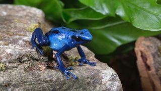 Dart frog