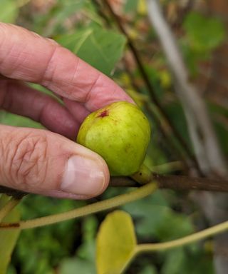 Remove unripe figs in the fall as they won't get any larger next summer