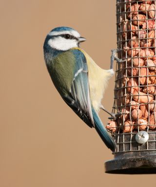 blue tit perched on a bird feeder