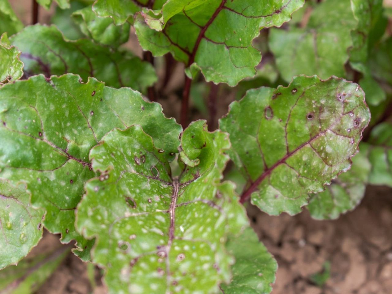 Cercospora Leaf Spot