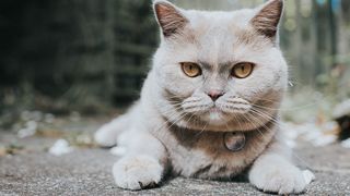 British Shorthair cat