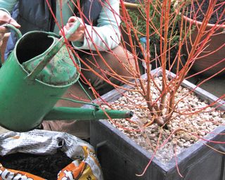 Watering a potted red twig dogwood