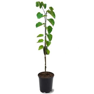 Eastern Redbud Live Plant With Pot