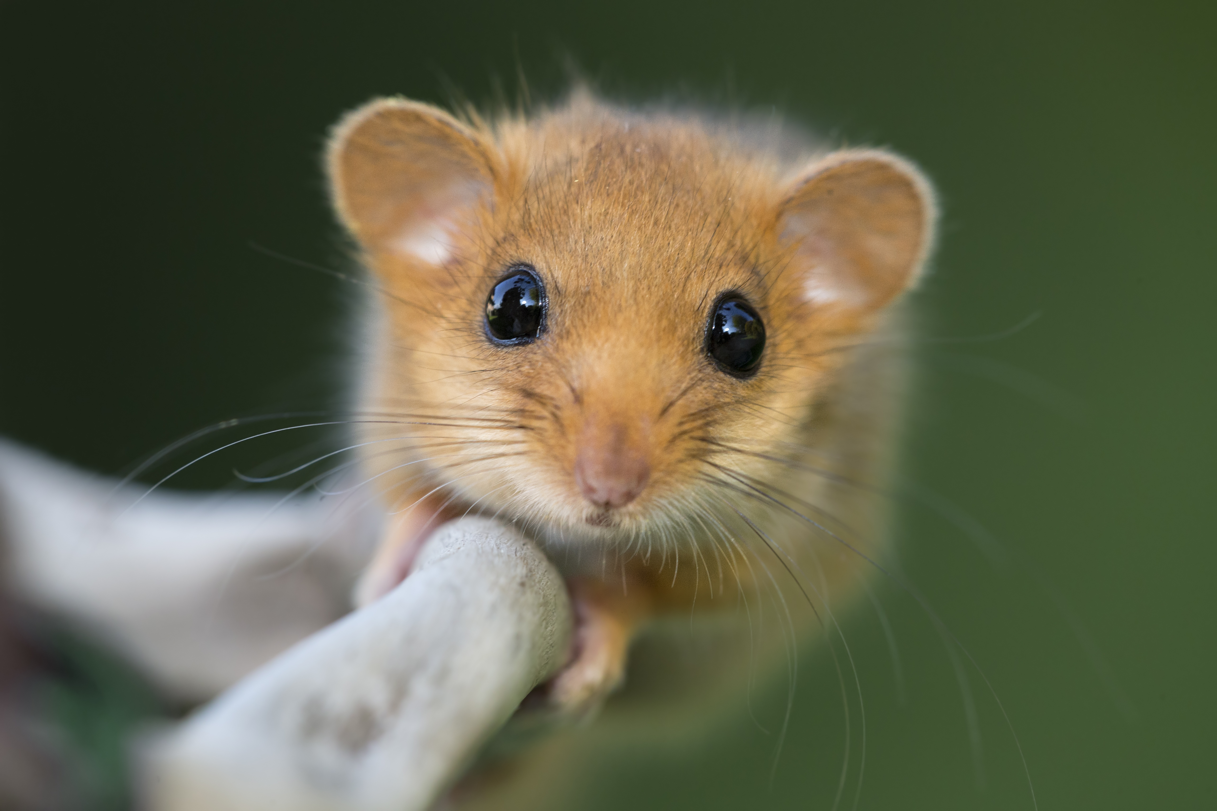 Hazel dormouse looking absolutely adorable