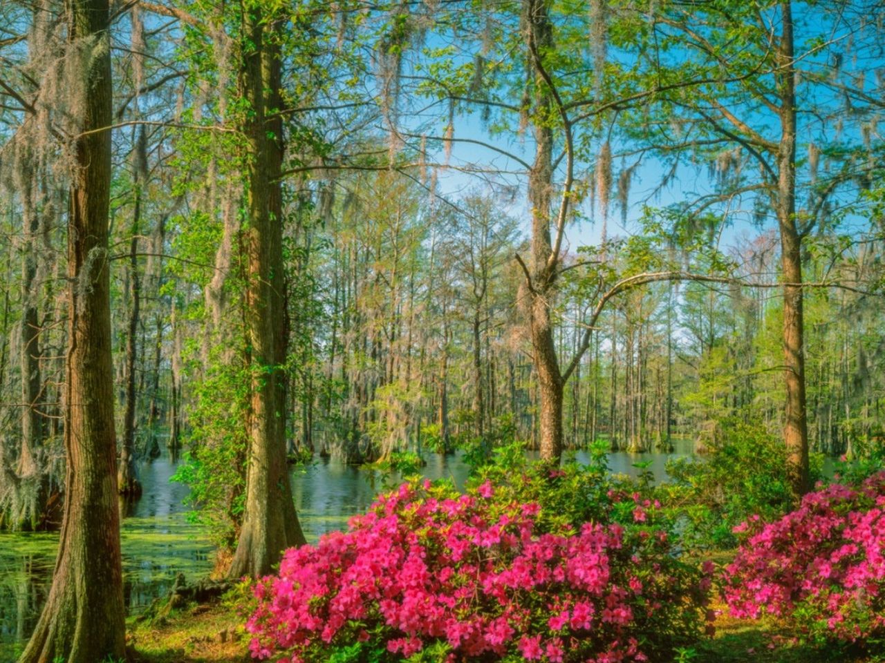 Azalea bushes flowering near a cypress and Spanish moss swamp