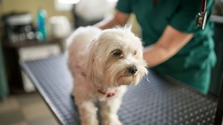 White dog sitting on veterinary table being inspected by a vet