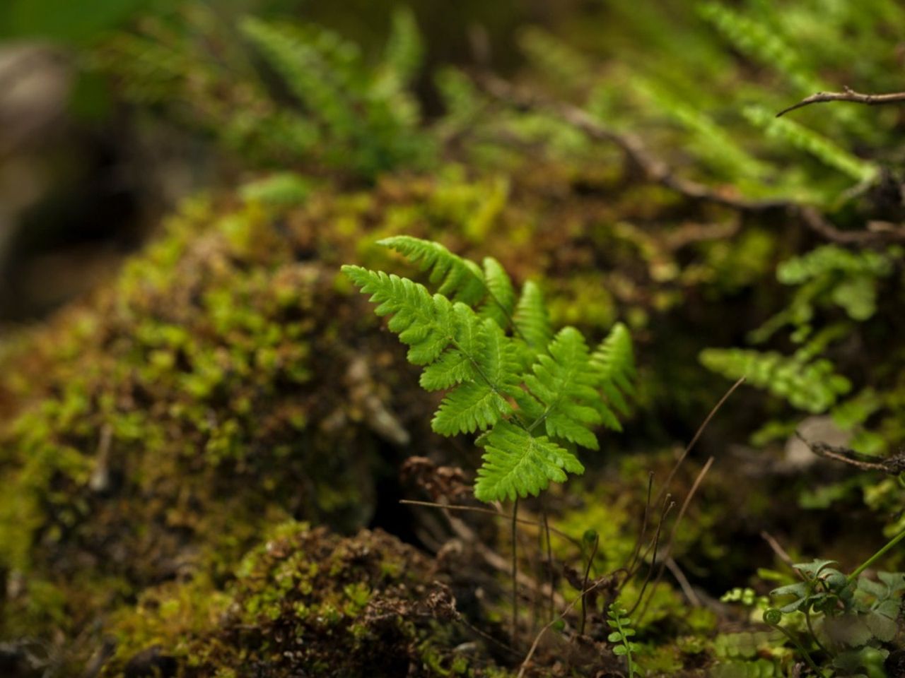 Green Marsh Fern