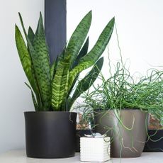 Two houseplants on a unit in front of a mirror
