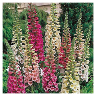 A patch of colorful foxgloves