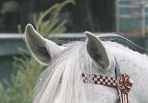 arab-ears.jpg