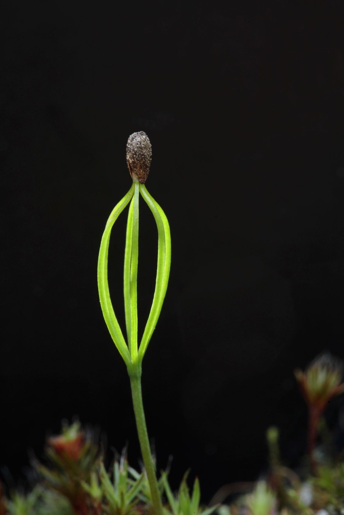 Close Up Of A Seedling