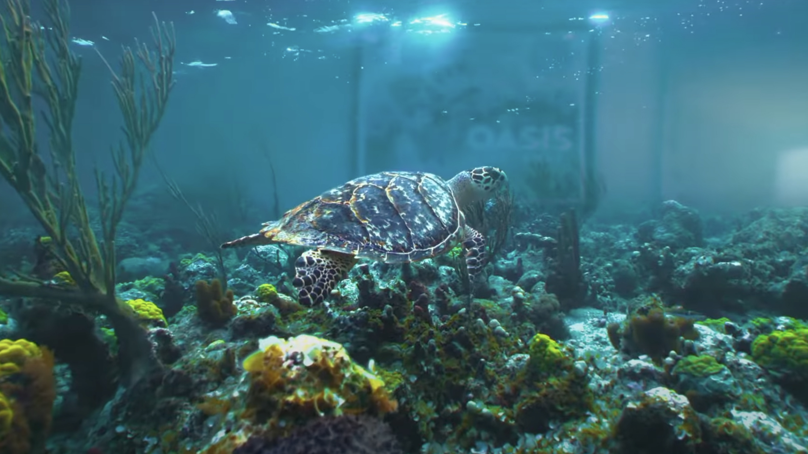 A turtle swimming in virtual water in a living room