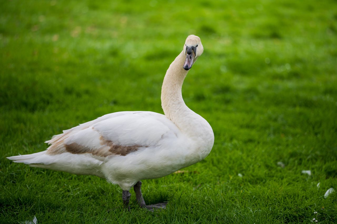 Sony FE 50-150mm f/2 G Master example shot