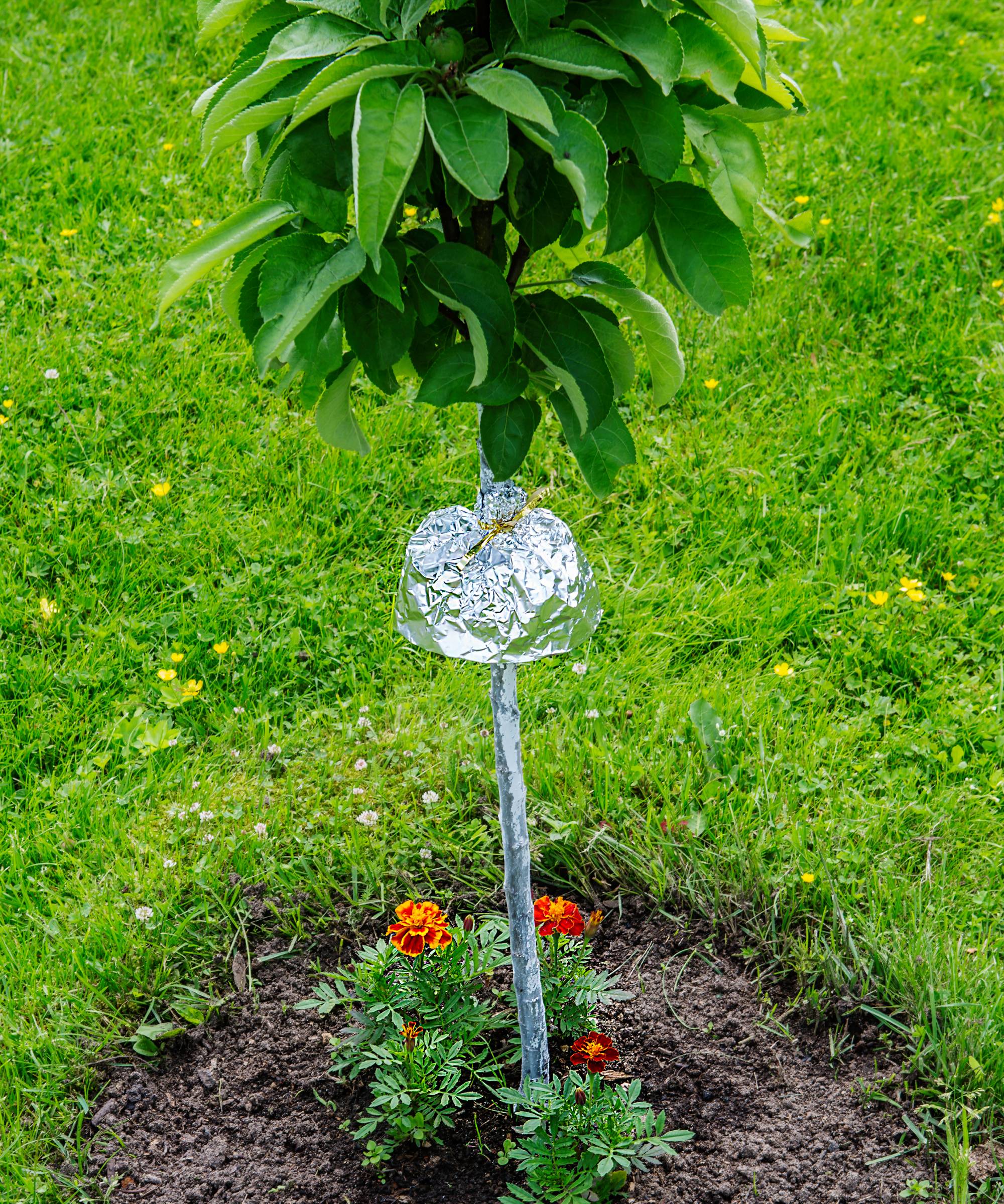 Tin foil around tree trunk to prevent pests